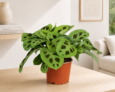 Pianta di Maranta Kerchoveana in ambiente moderno