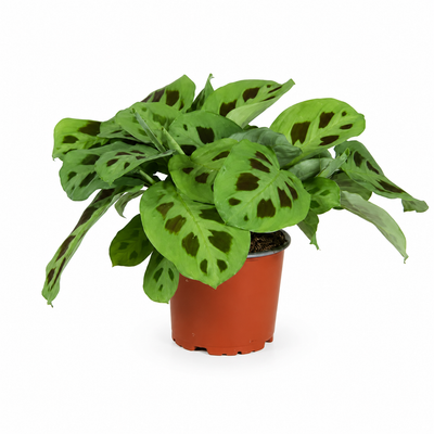 Maranta Kerchoveana con foglie decorative