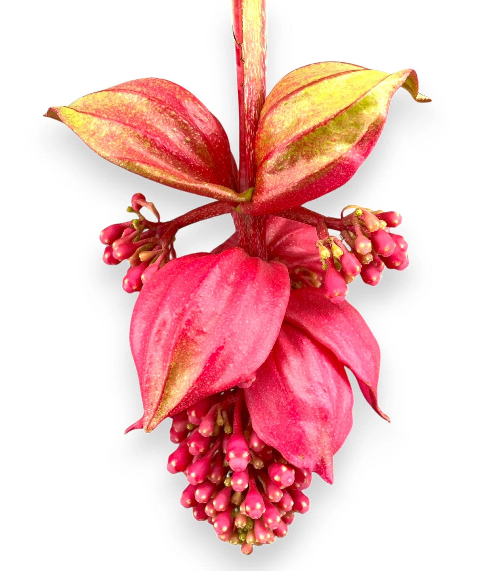 Medinilla magnifica dettaglio fiore