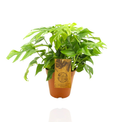 Monstera Minima - Rhaphidophora tetrasperma