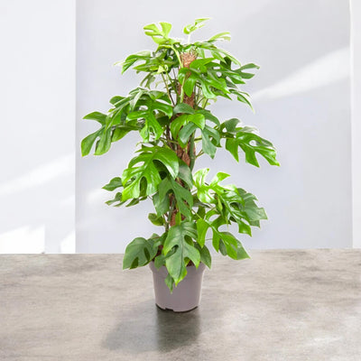 Monstera Minima - Rhaphidophora tetrasperma