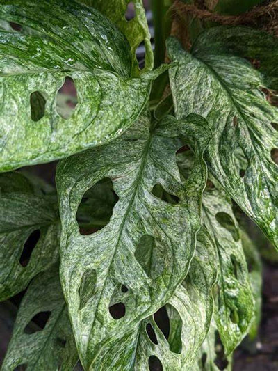 Foglie variegate di Monstera Mint