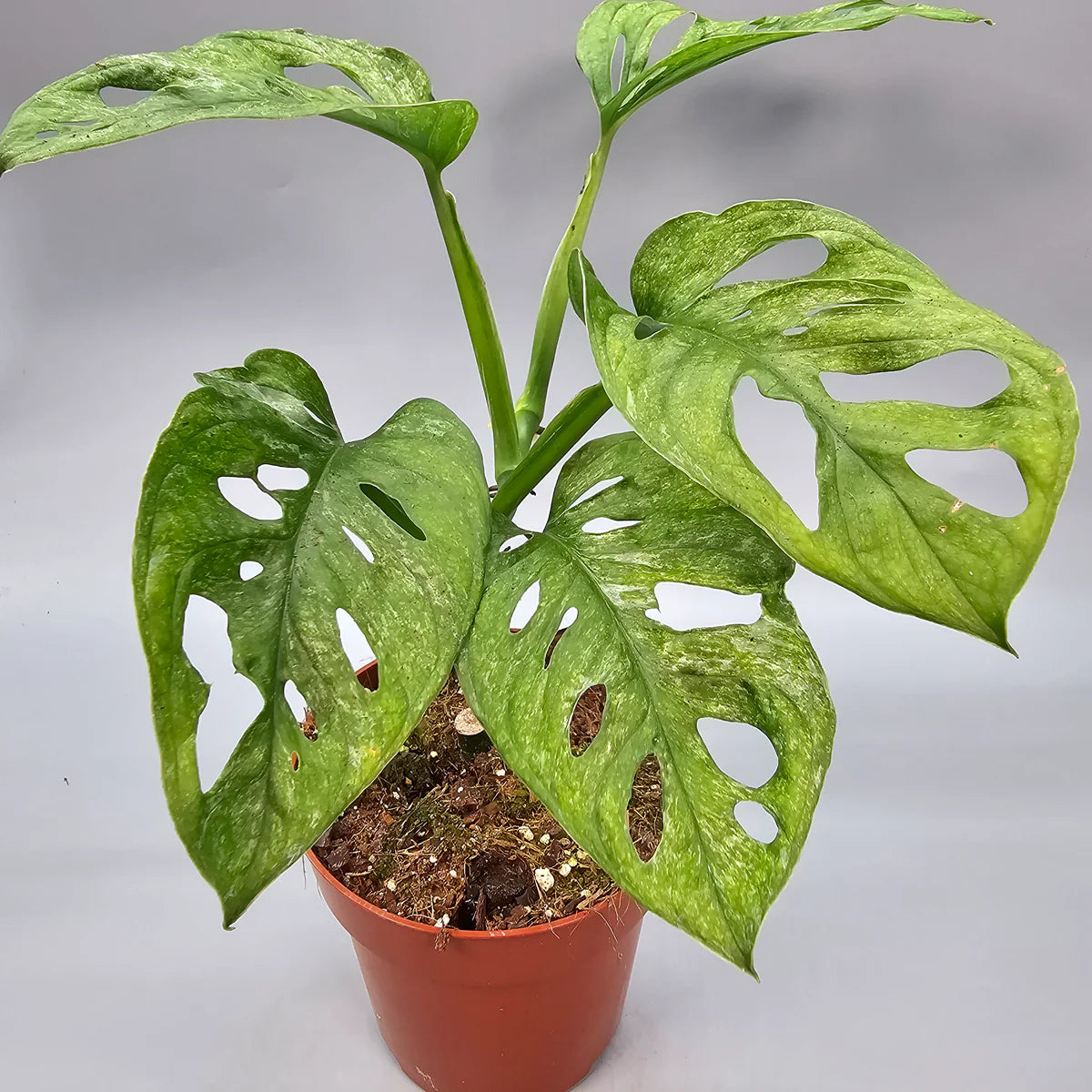 Monstera adansonii 'Mint' in vaso