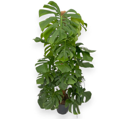 Monstera deliciosa