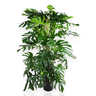Monstera deliciosa