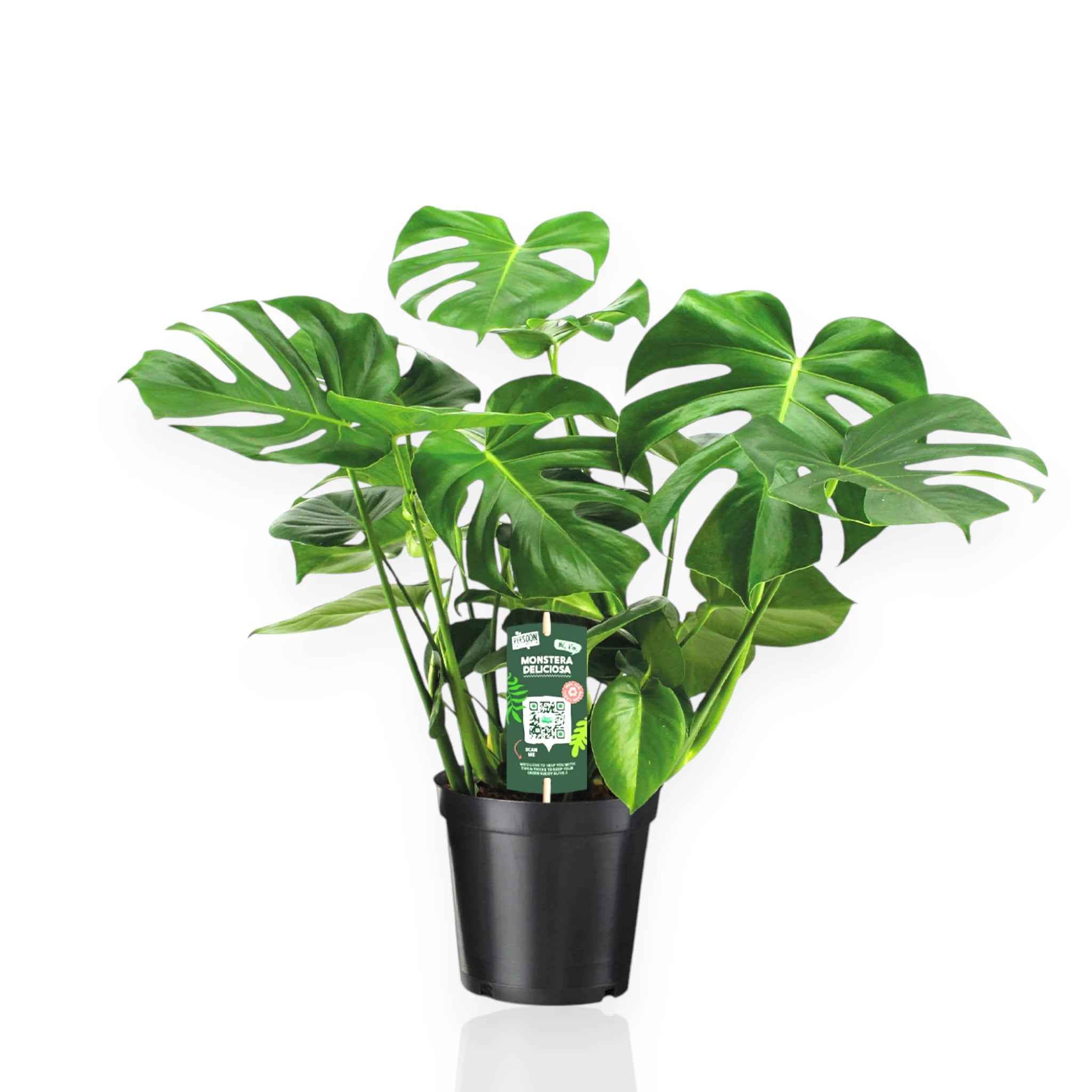 Monstera deliciosa