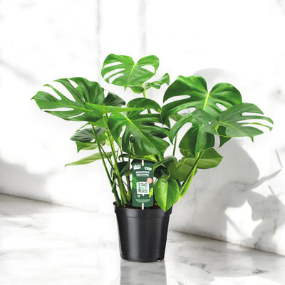 Monstera deliciosa