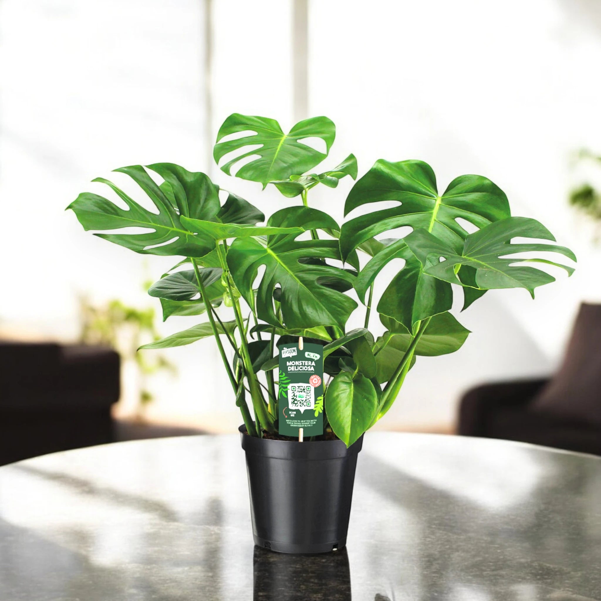 Monstera deliciosa