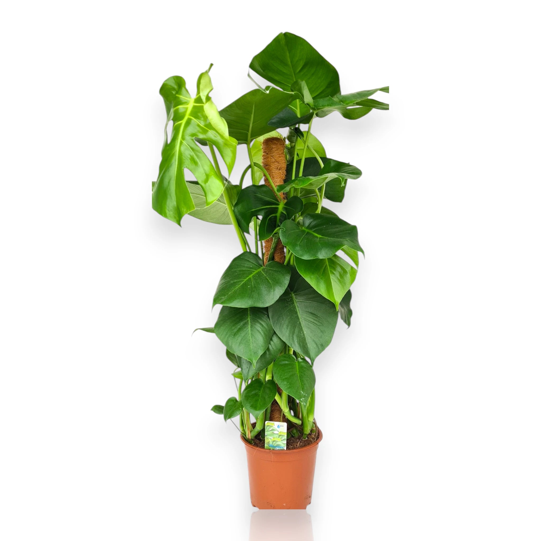 Monstera deliciosa