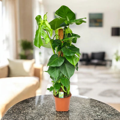 Monstera deliciosa