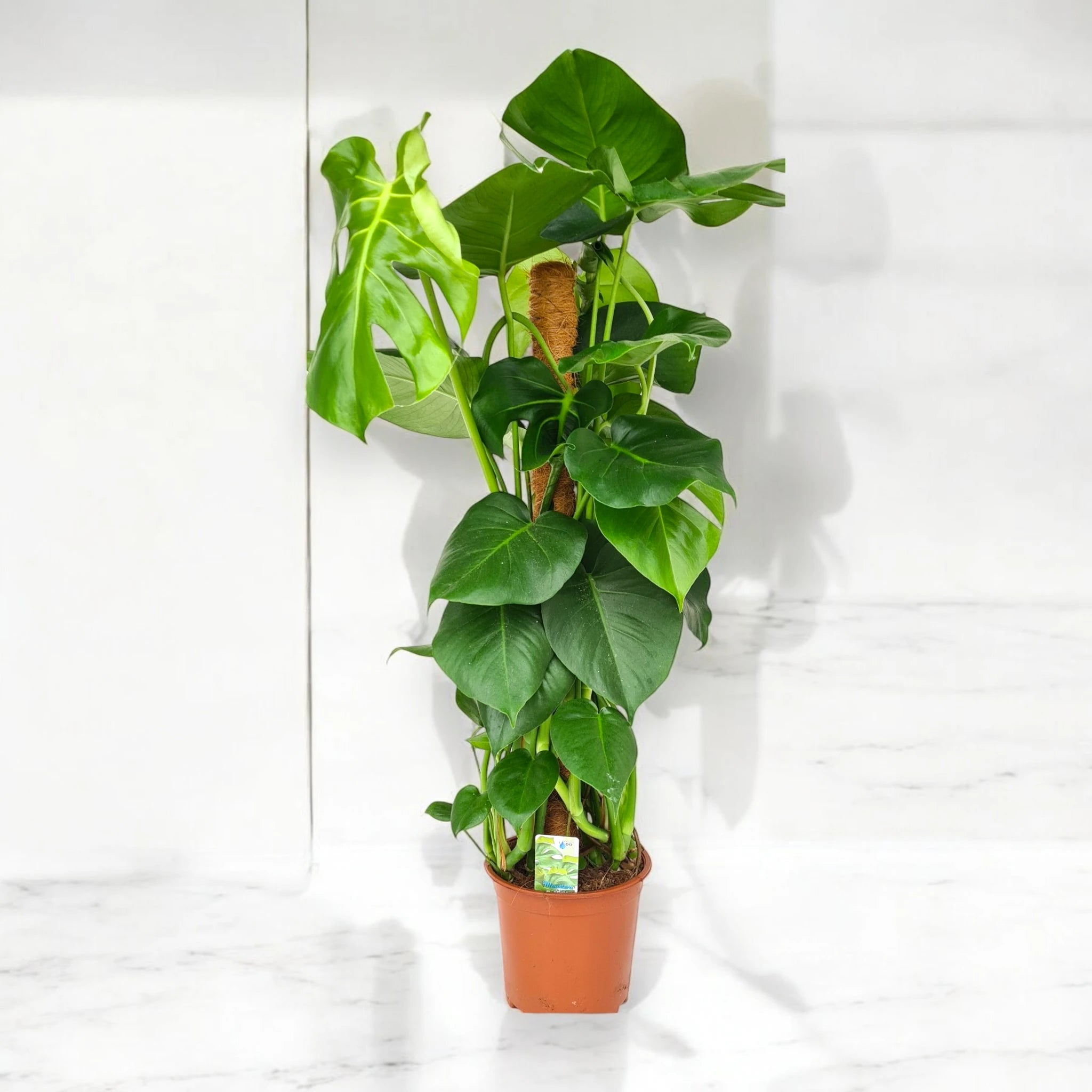 Monstera deliciosa