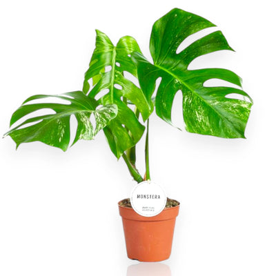Monstera deliciosa variegata in vaso, foglie fenestrate con variegature bianco-crema