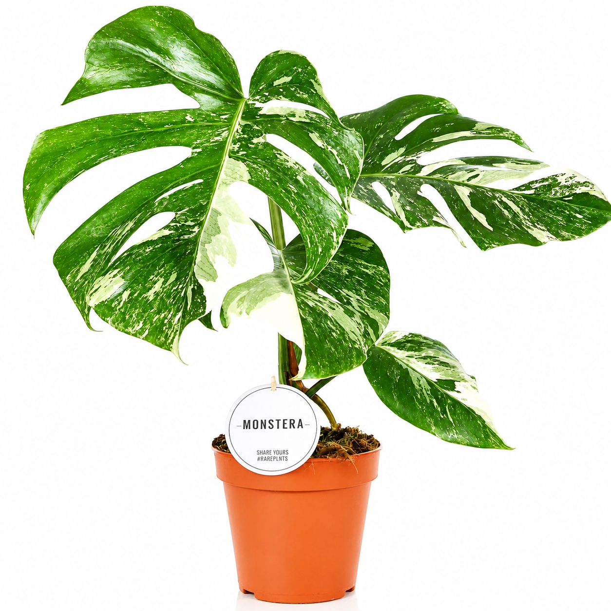 Monstera deliciosa variegata