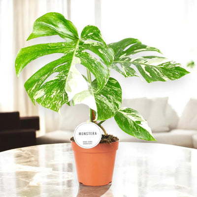 Monstera deliciosa variegata