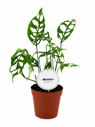 Monstera obliqua 'Peru' con sfondo bianco