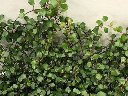 Fogliame verde di Muehlenbeckia complexa