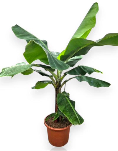 Musa 'Dwarf Cavendish'