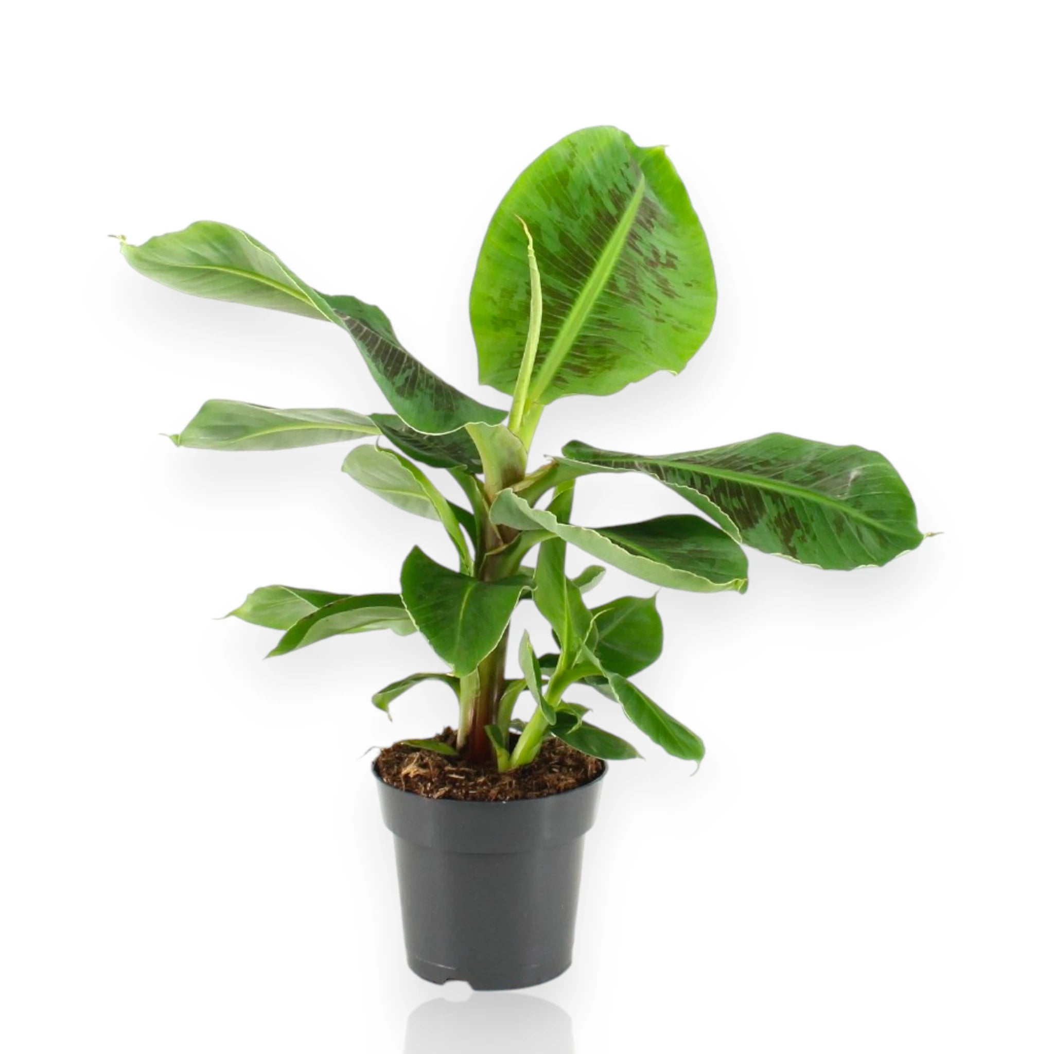 Musa tropicana banano - pianta