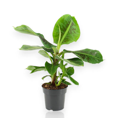 Musa tropicana banano - pianta