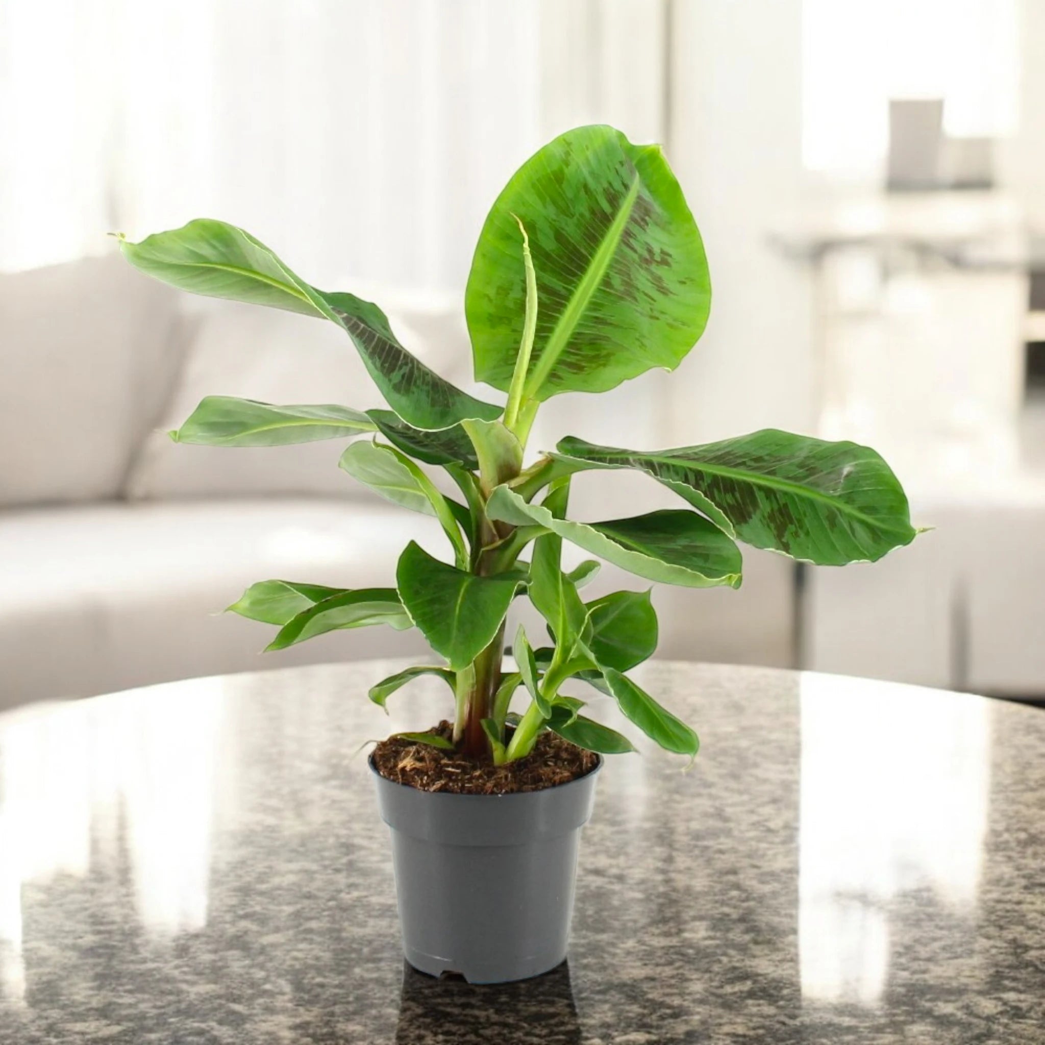 Musa tropicana banano - ambientata