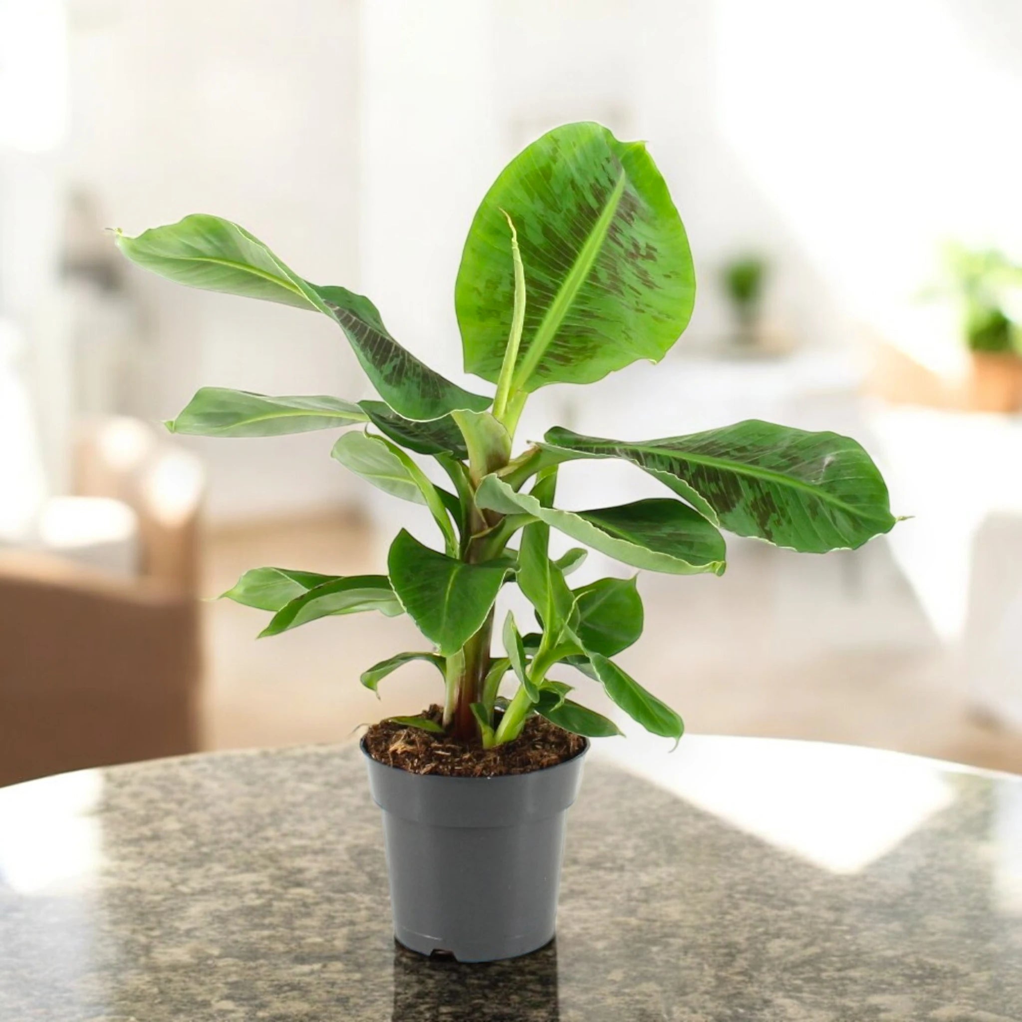 Musa tropicana banano sul tavolo in sala