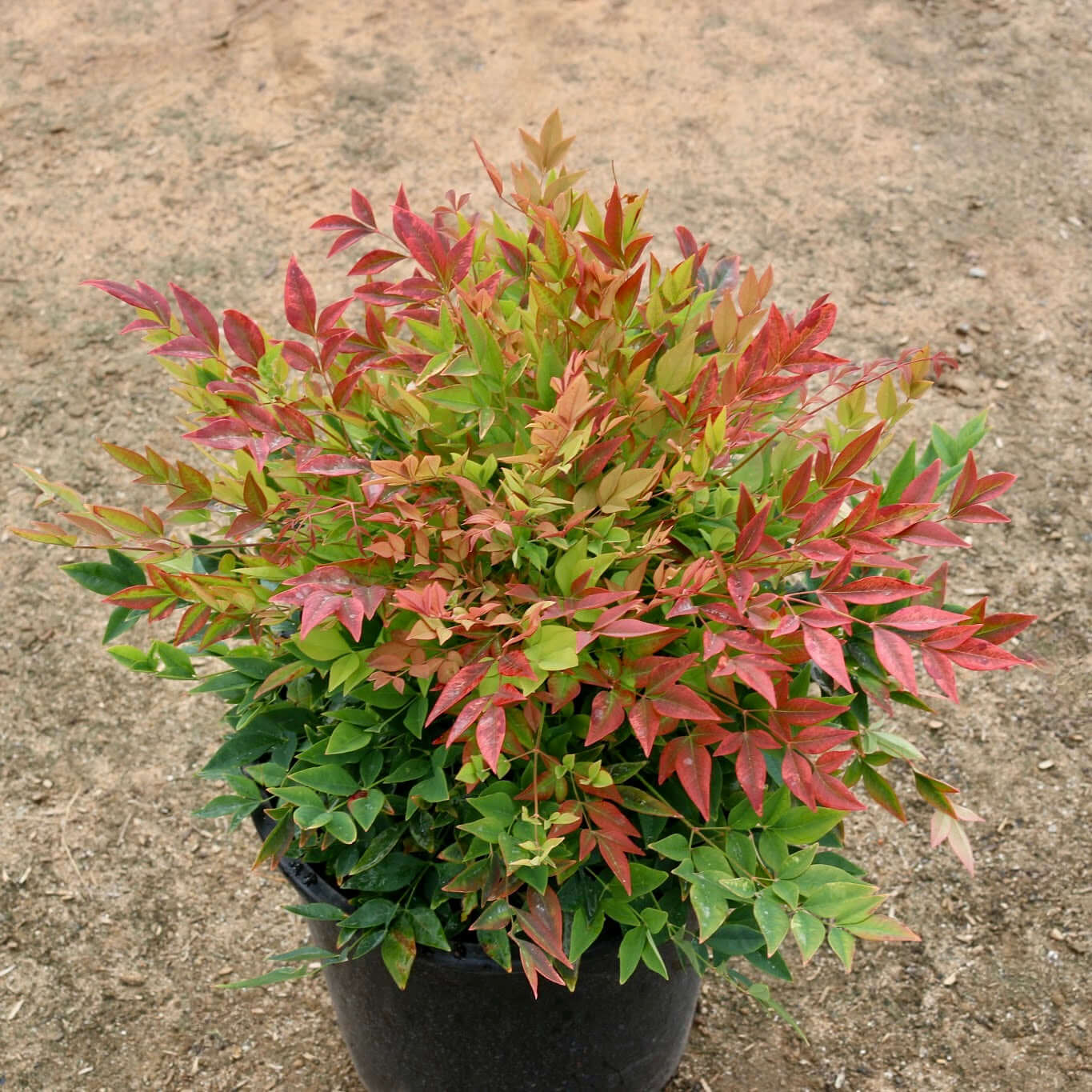 Fogliame rosso di Nandina Gulf Stream Rubra