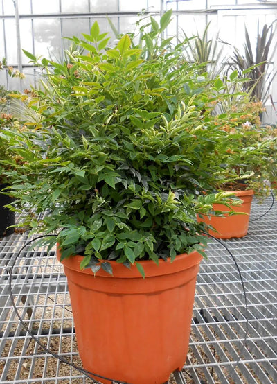 Pianta di Nandina domestica Gulf Stream Rubra