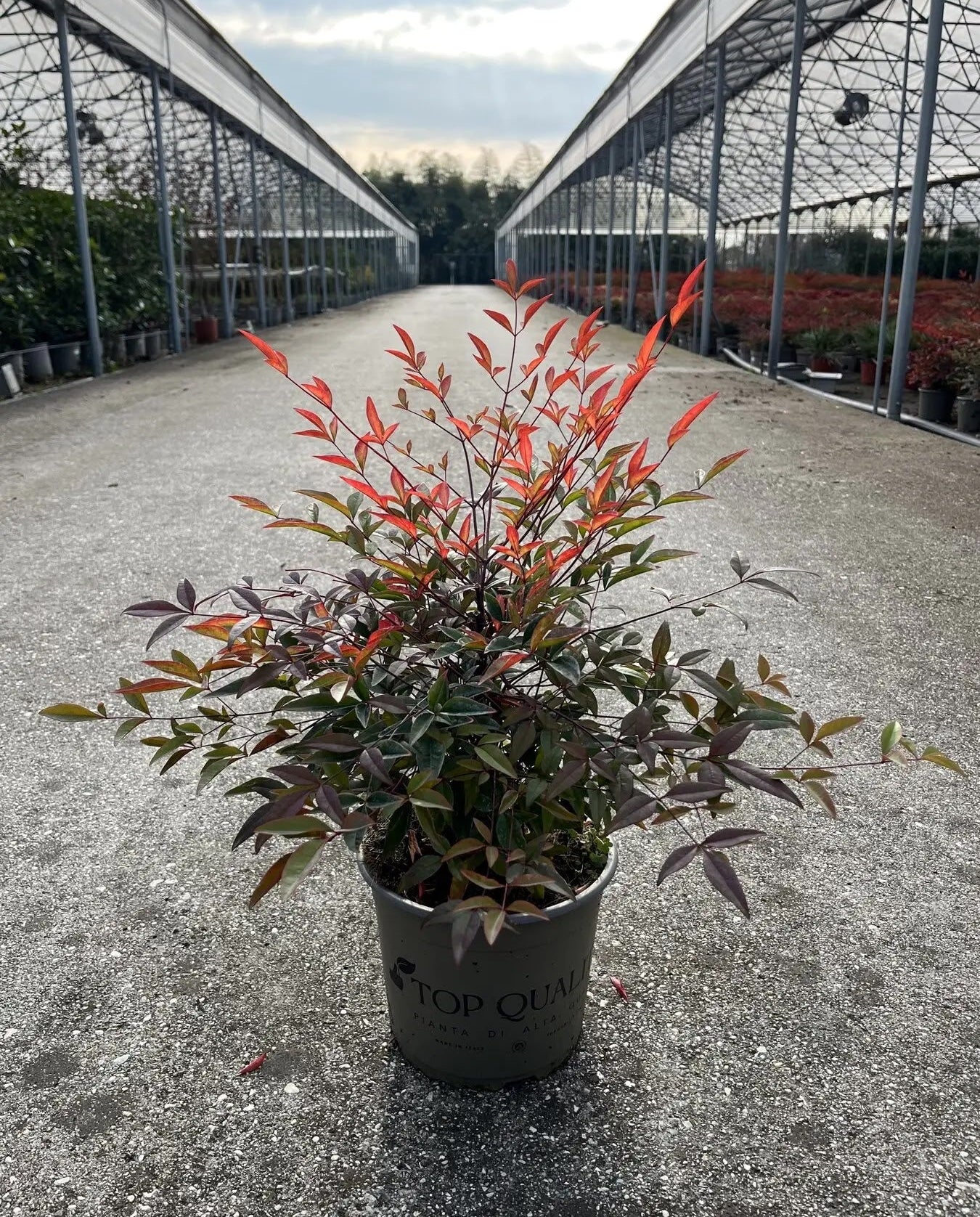 Pianta singola di Nandina domestica coltivata in un grande vaso.