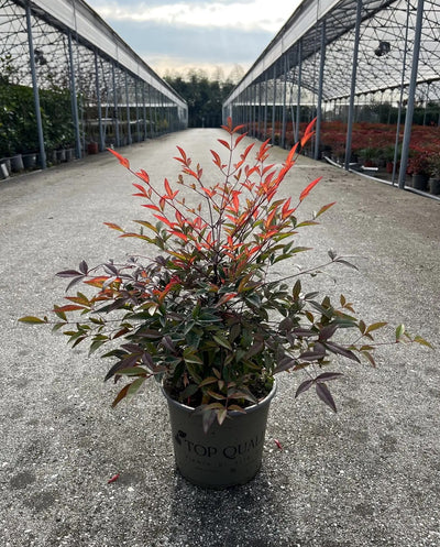 Pianta singola di Nandina domestica coltivata in un grande vaso.