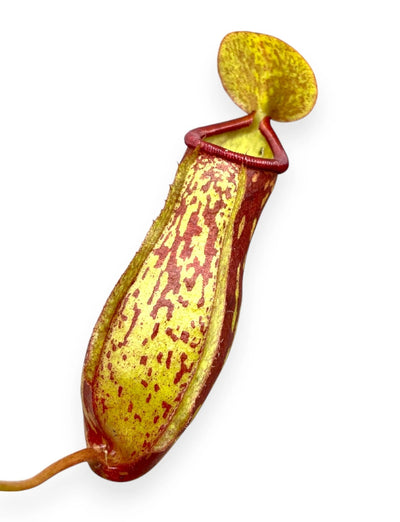 Nepenthes 'Gaya' dettaglio