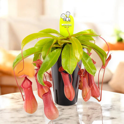 Nepenthes alata