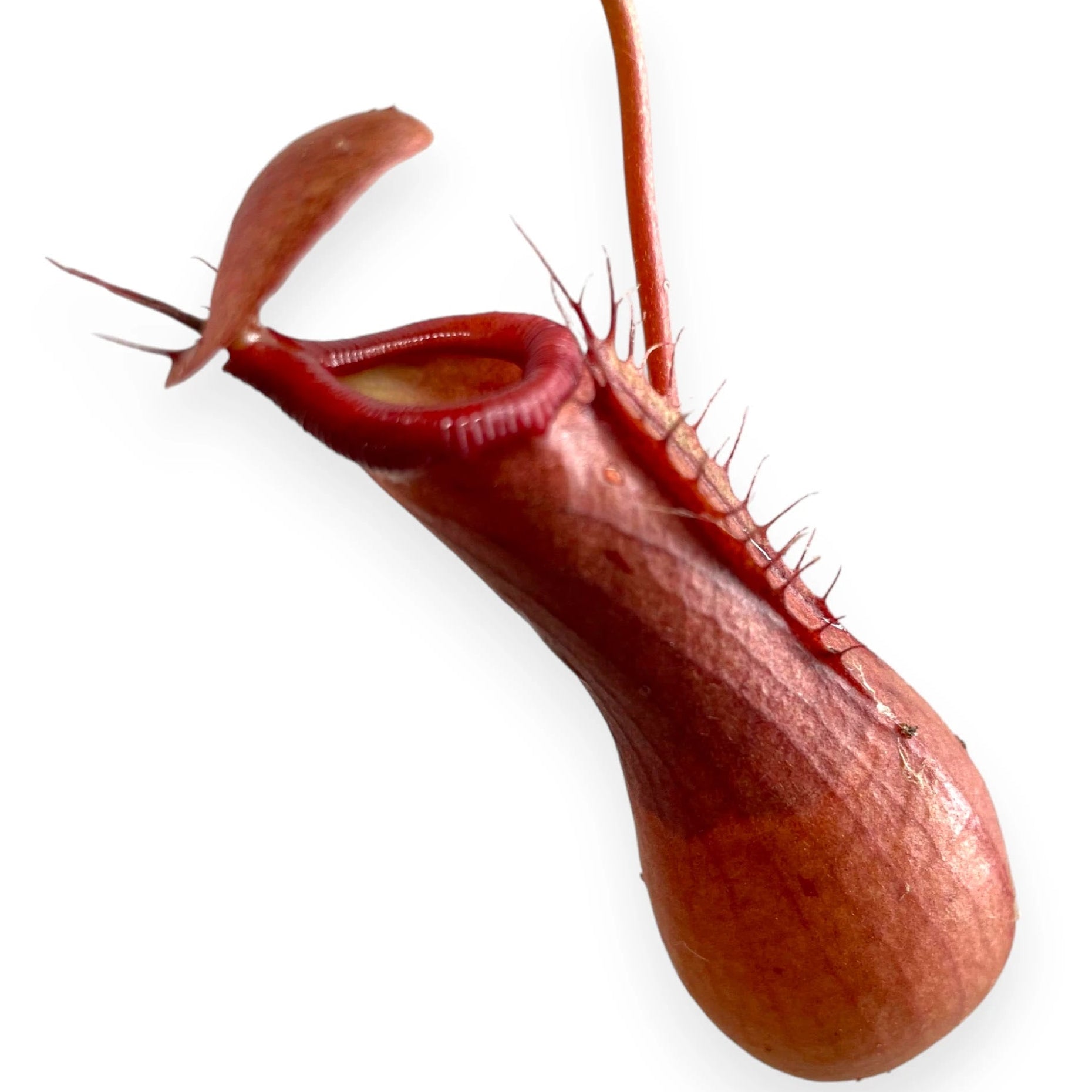 Nepenthes alata dettaglio