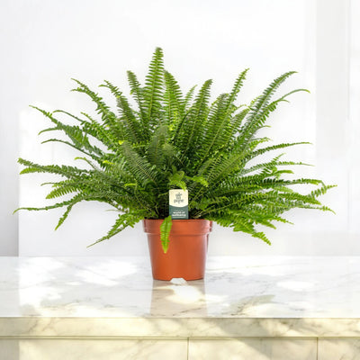 Nephrolepis exaltata 'Green lady'