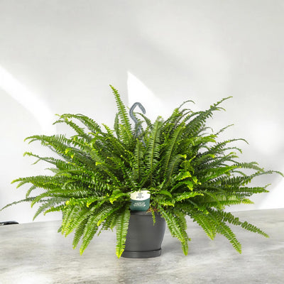 Nephrolepis exaltata 'Green lady'