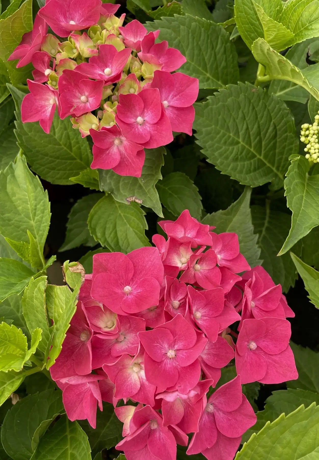 Hydrangea macrophylla Leuchtfeuer con fiori globosi rosso-fucsia in giardino estivo