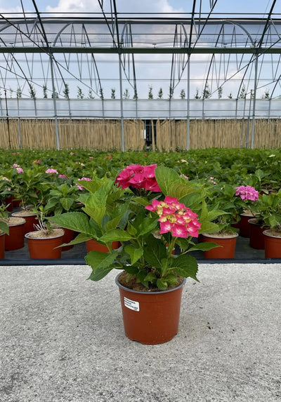 Ortensia - Hydrangea Macrophylla 'Leuchtfeuer' in vivaio