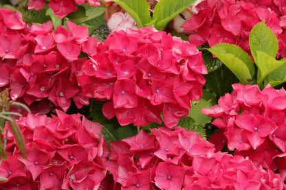 Hydrangea macrophylla Red Baron con grandi infiorescenze rosse in giardino estivo