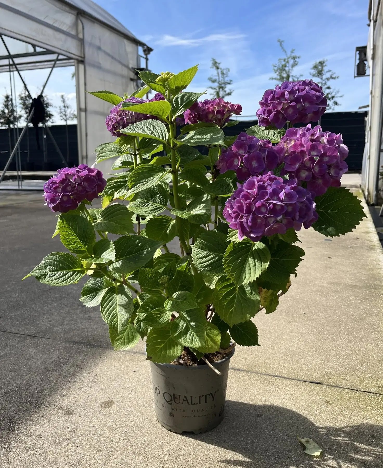 Ortensia - Hydrangea Macrophylla 'Red Baron' in vaso