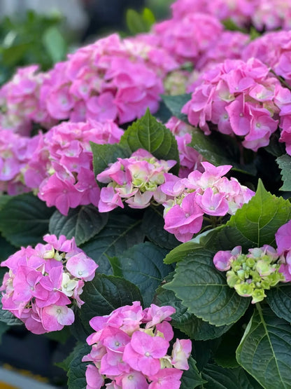 Ortensia Hydrangea macrophylla Rosita con grandi fiori globosi rosa intenso in giardino