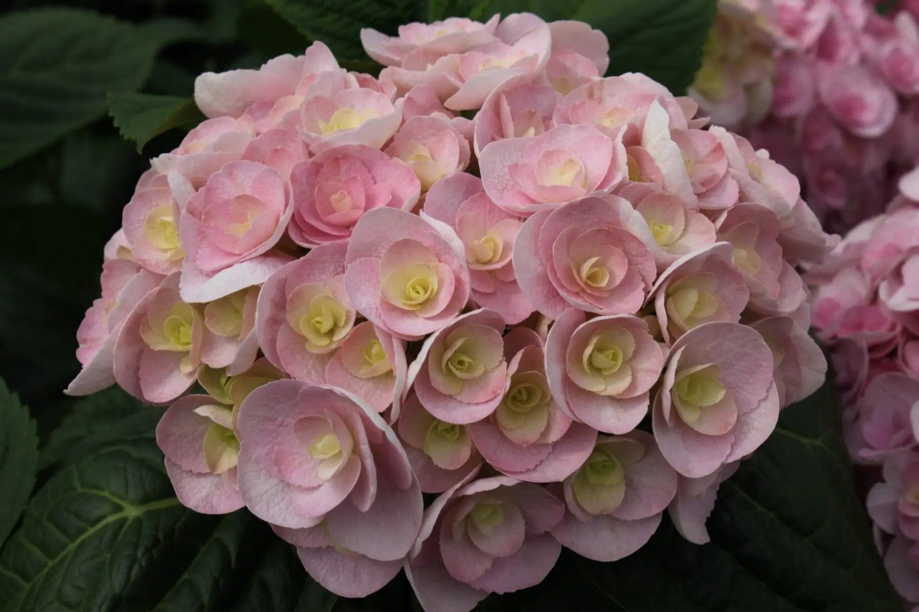 Hydrangea macrophylla You And Me Love con grandi fiori globosi doppi rosa in giardino
