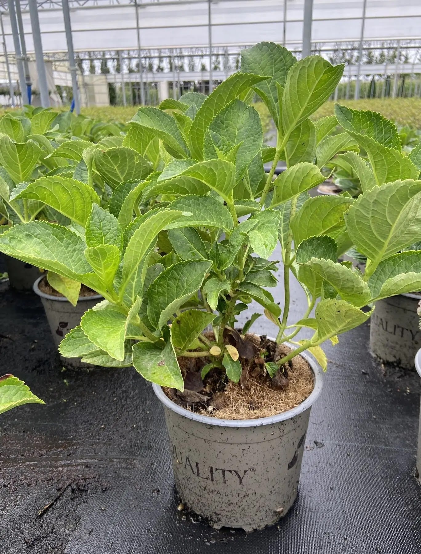 Ortensia - Hydrangea Macrophylla 'You And Me Love' in vaso