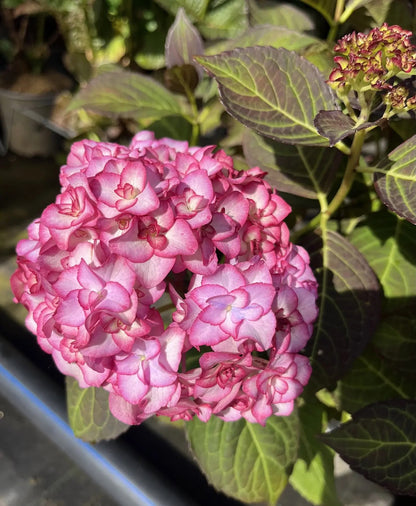 Ortensia Hydrangea macrophylla You And Me Miss Saori con fiori globosi bianchi bordati di rosa