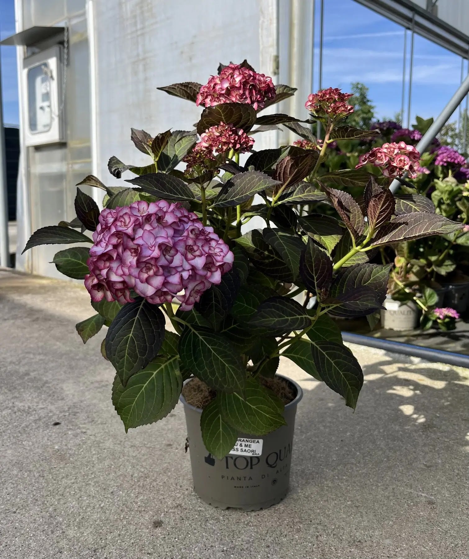 Ortensia - Hydrangea Macrophylla 'You And Me Miss Saori' in vaso