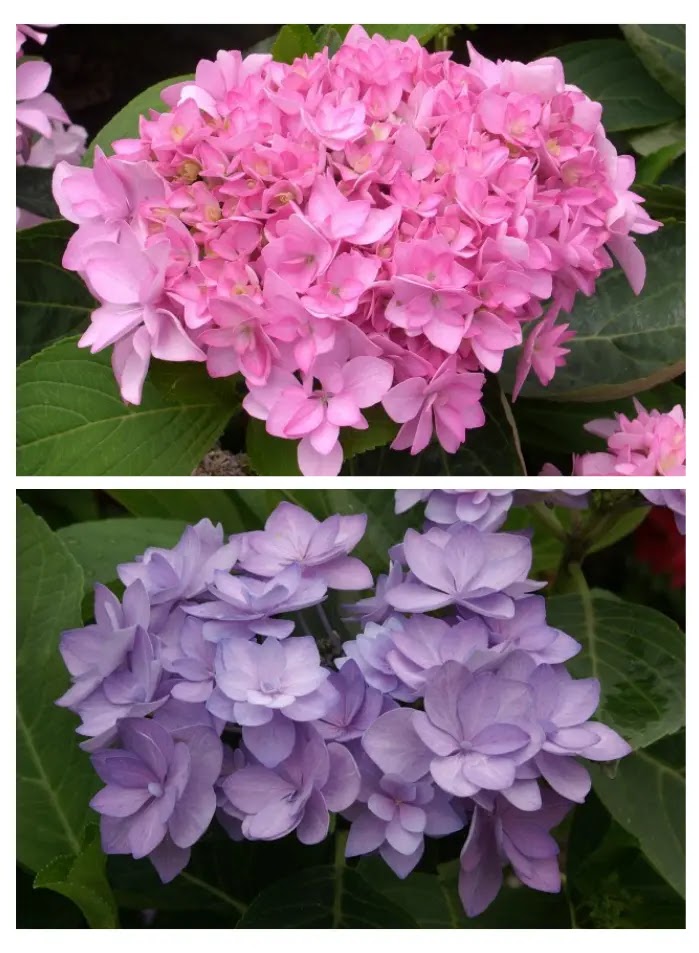 Ortensia Hydrangea macrophylla You And Me Romance con fiori stellati doppi rosa-blu in giardino