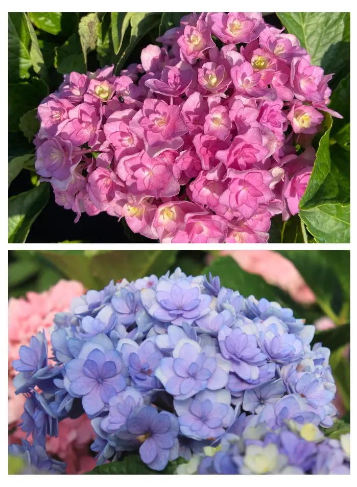 Ortensia Hydrangea macrophylla You And Me Together con fiori globosi doppi rosa-blu in giardino