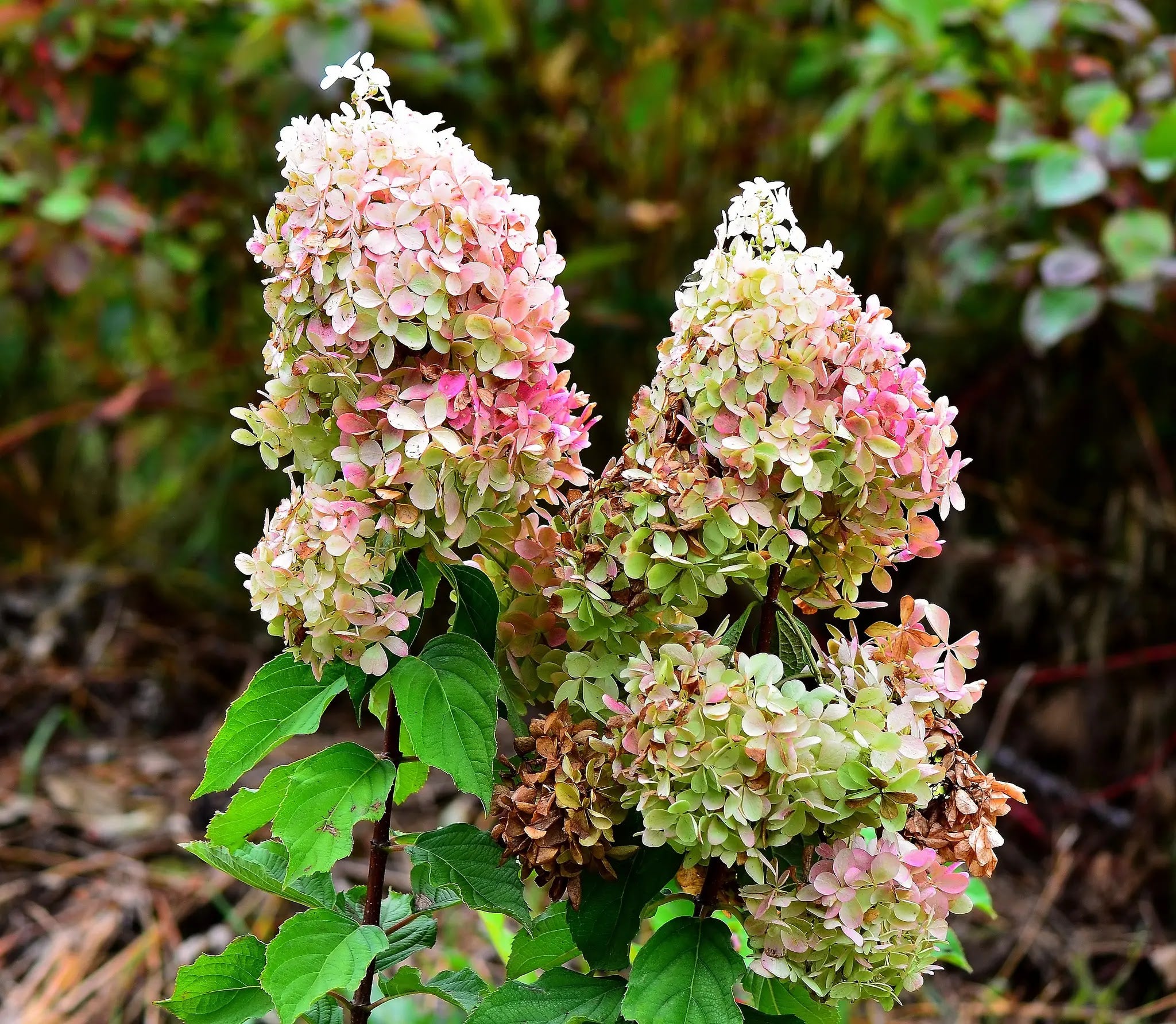 Ortensia Hydrangea paniculata Phantom con grandi pannocchie in fiore nel giardino estivo