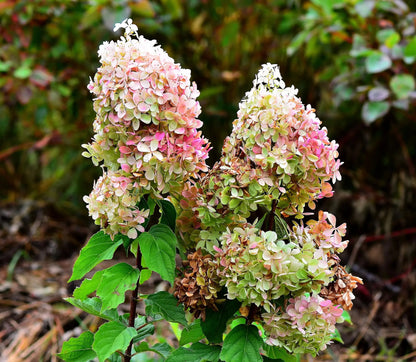 Ortensia Hydrangea paniculata Phantom con grandi pannocchie in fiore nel giardino estivo