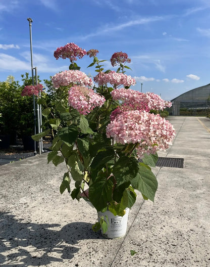 Ortensia - Hydrangea arborescens 'Pink Annabelle' in vaso