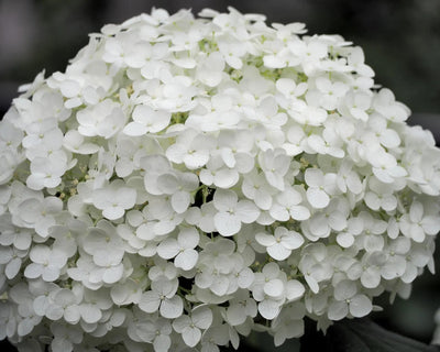 Ortensia Strong Annabelle con grandi fiori bianchi globosi in giardino