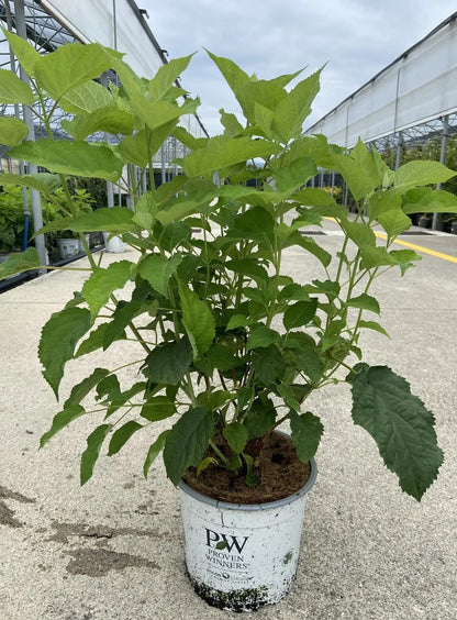 Ortensia - Hydrangea arborescens 'Strong Annabelle' in vaso